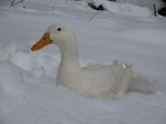 Scramble sitting in the snow