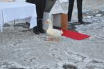 Scramble the Duck walks out on the red carpet